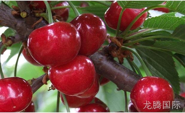 美好时光 “樱”你而来，龙腾国际樱桃采摘欢乐行圆满结束